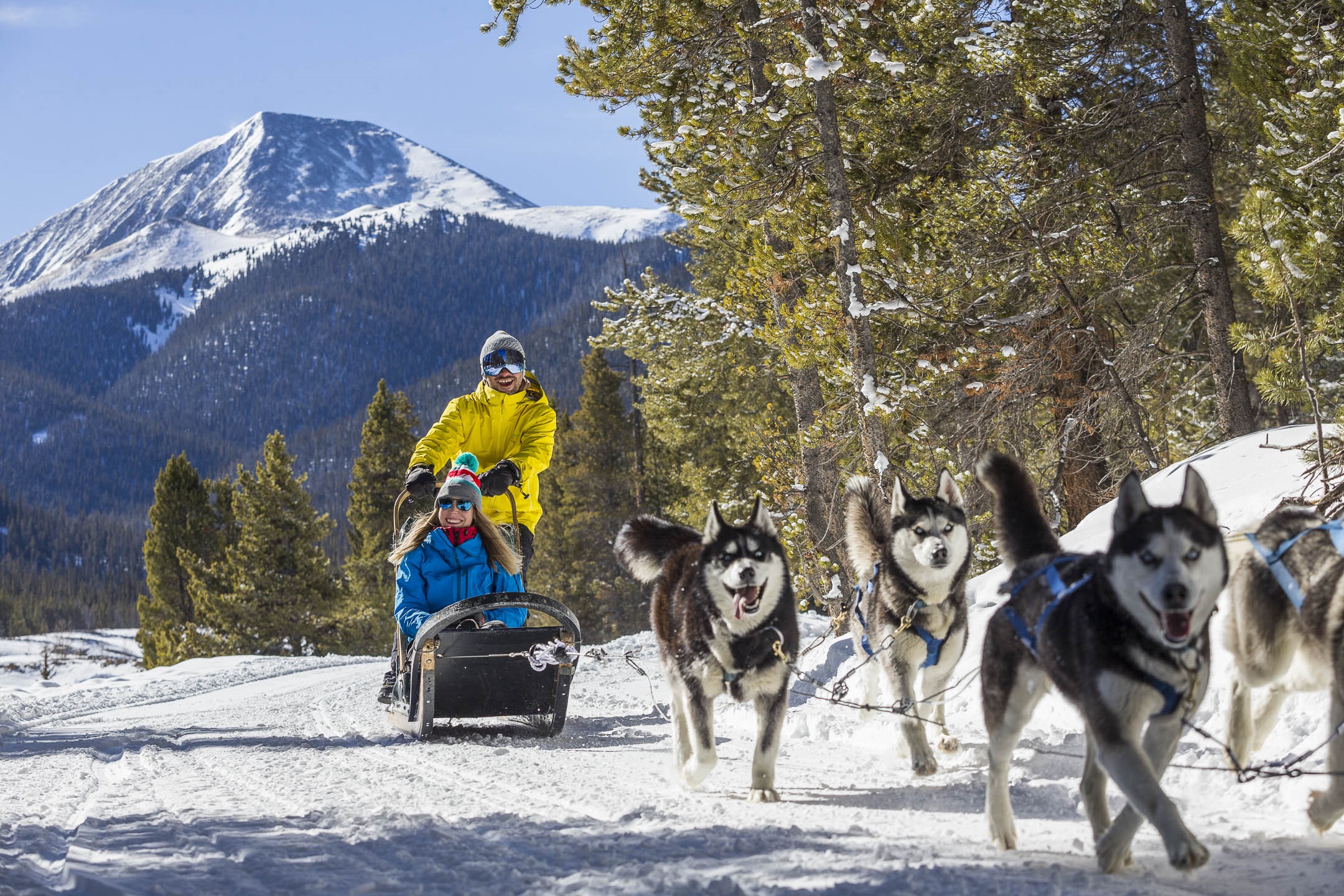 Dog Sledding